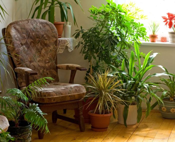 How to decorate living room with houseplants